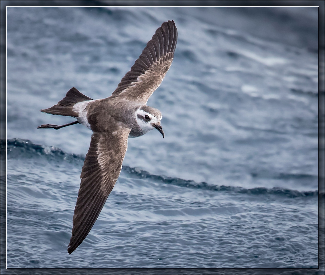 White-faced Storm-Petrel (Image ID 15316)