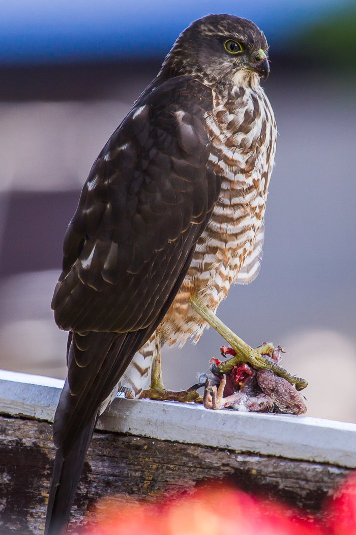 Collared Sparrowhawk (Image ID 15471)