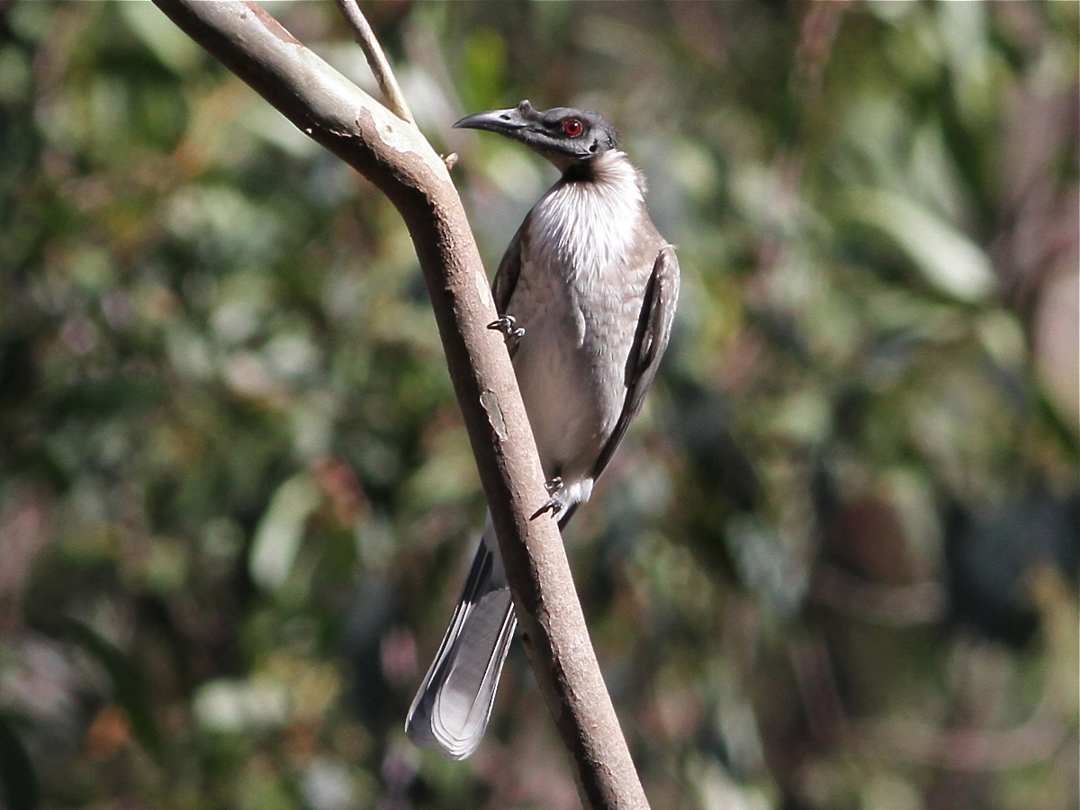 Noisy Friarbird (Image ID 15358)