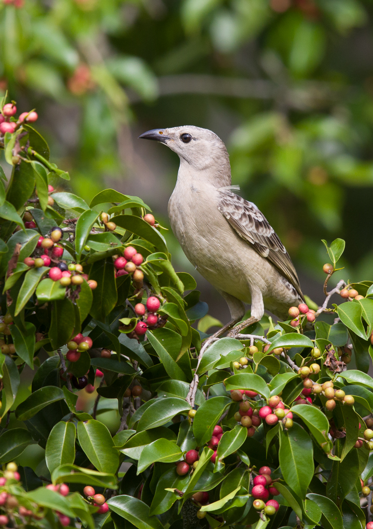 Great Bowerbird (Image ID 15388)