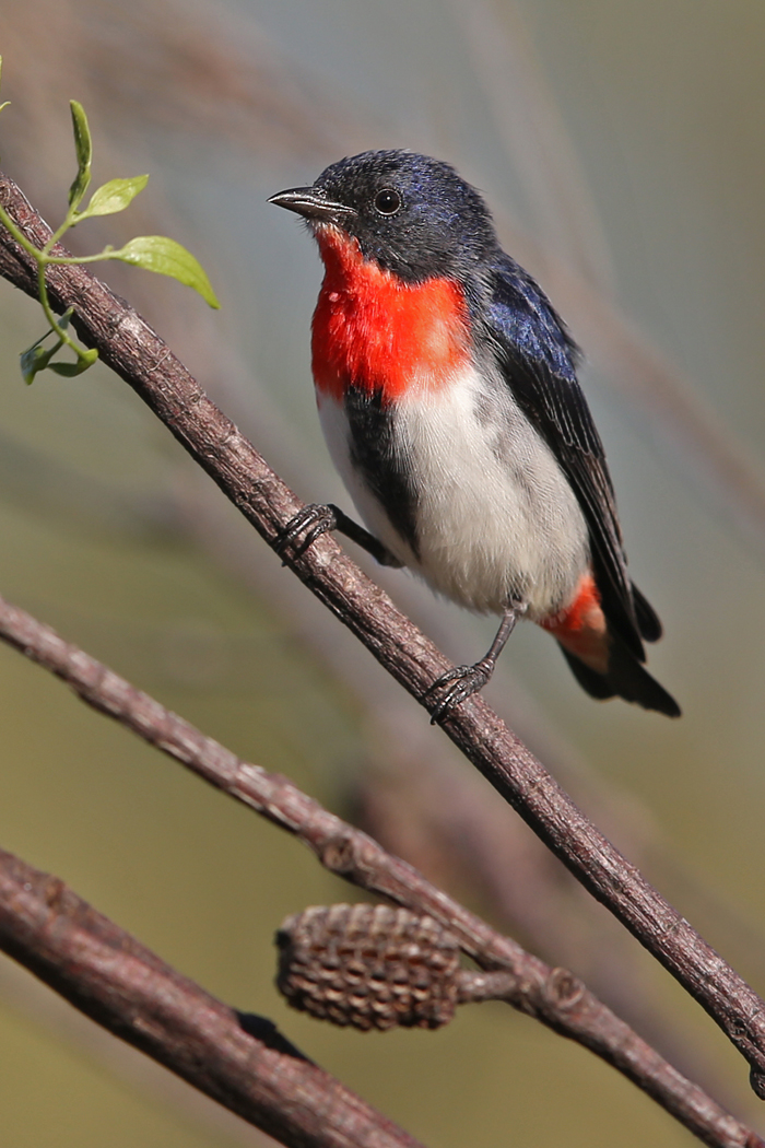 Mistletoebird (Image ID 15717)