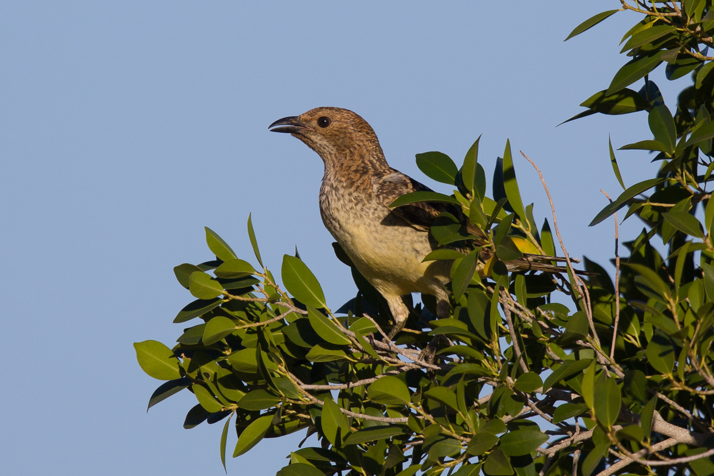 Spotted Bowerbird (Image ID 15389)