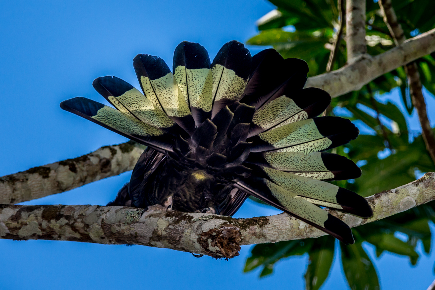 Yellow-tailed Black-Cockatoo (Image ID 15609)