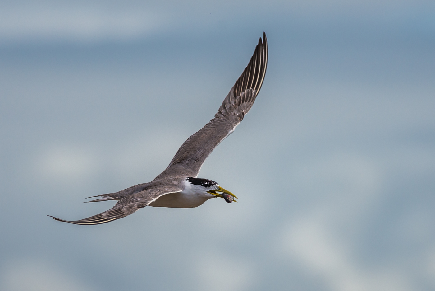 Greater Crested Tern (Image ID 15520)