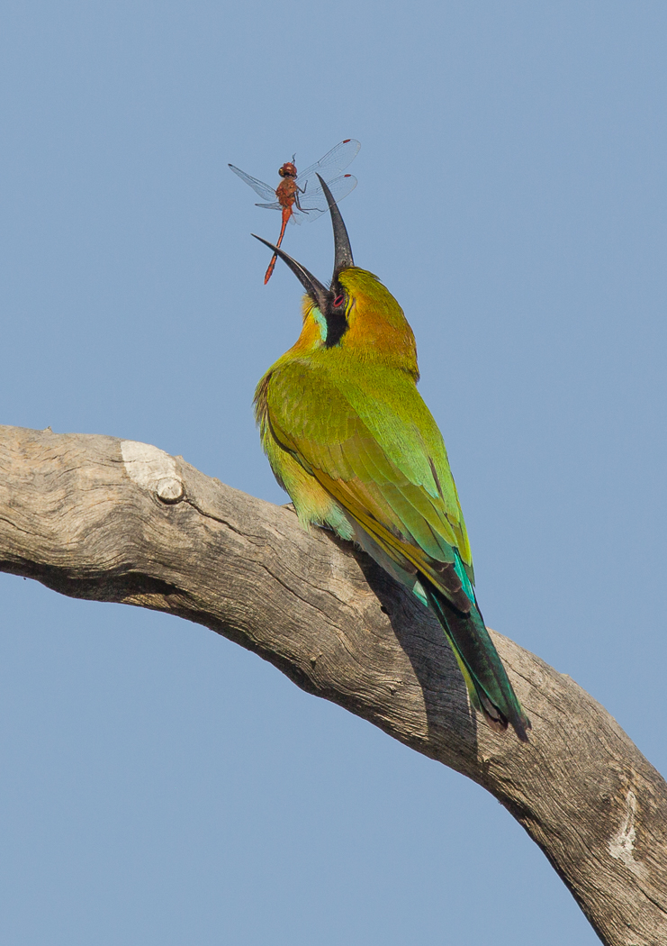 Rainbow Bee-eater (Image ID 15386)