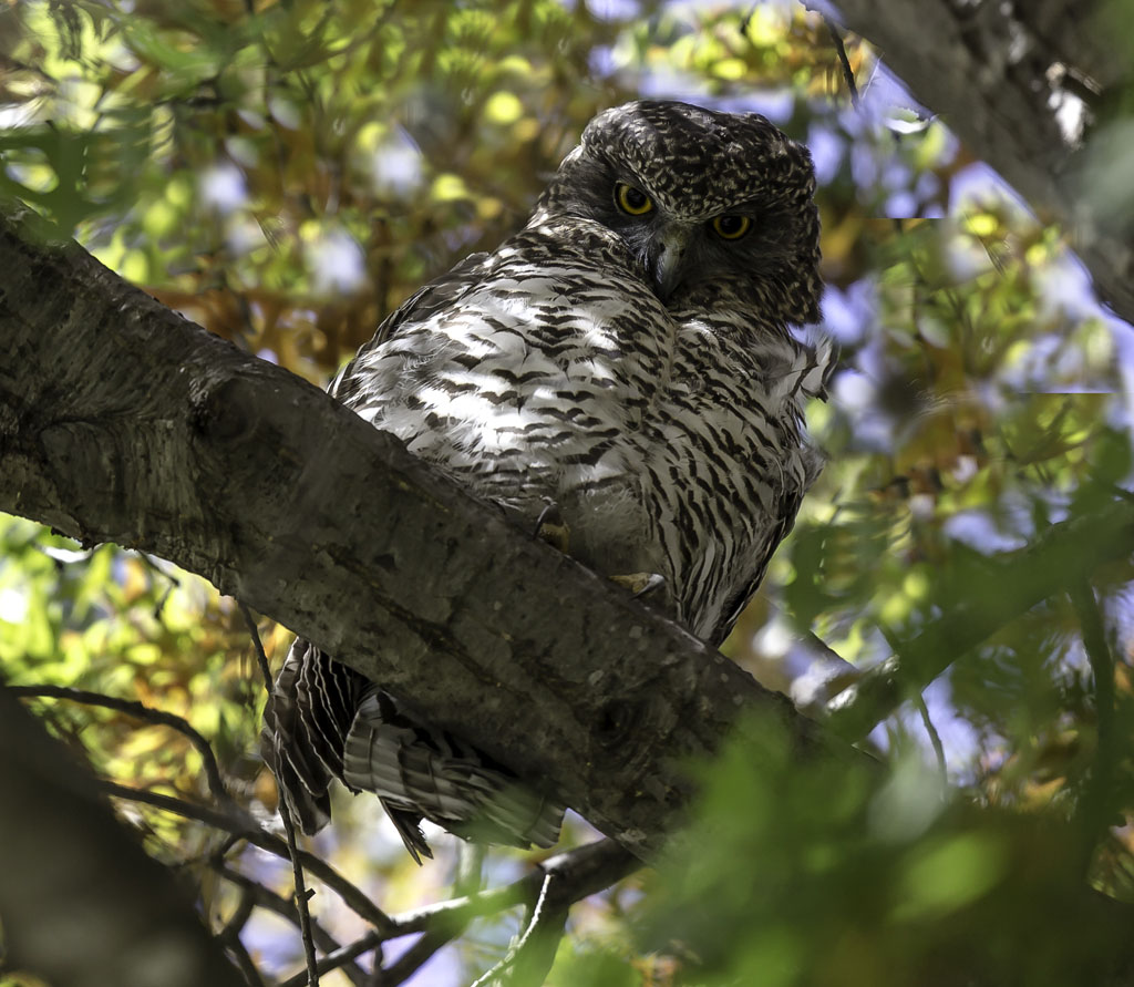 Powerful Owl (Image ID 15582)