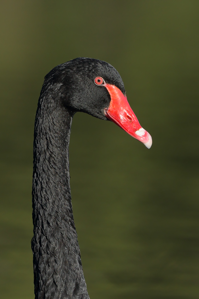 Black Swan (Image ID 16005)