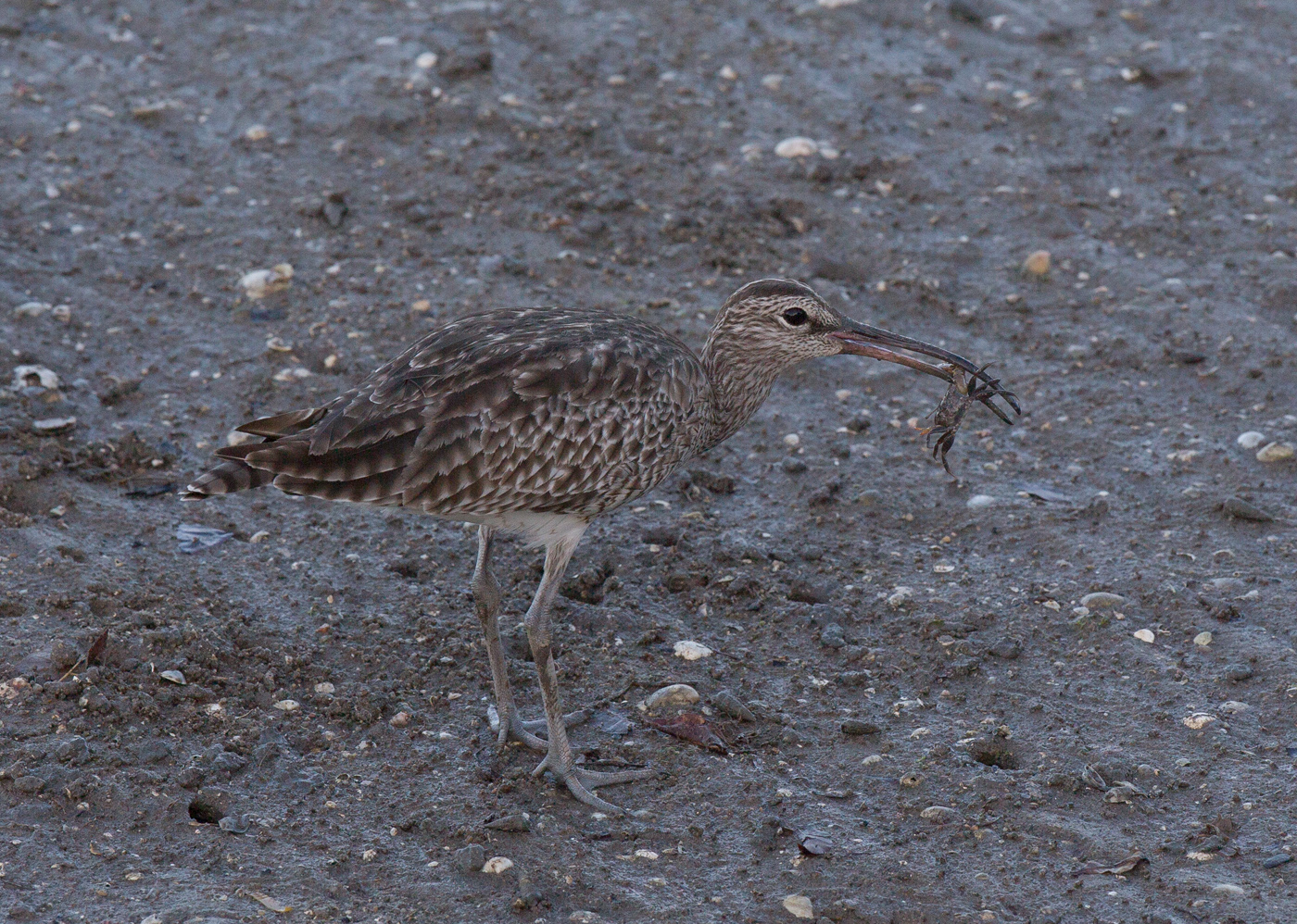 Whimbrel (Image ID 16003)