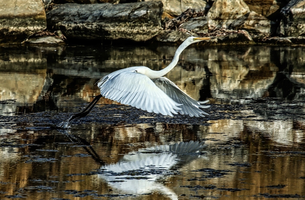 Great Egret (Image ID 15818)