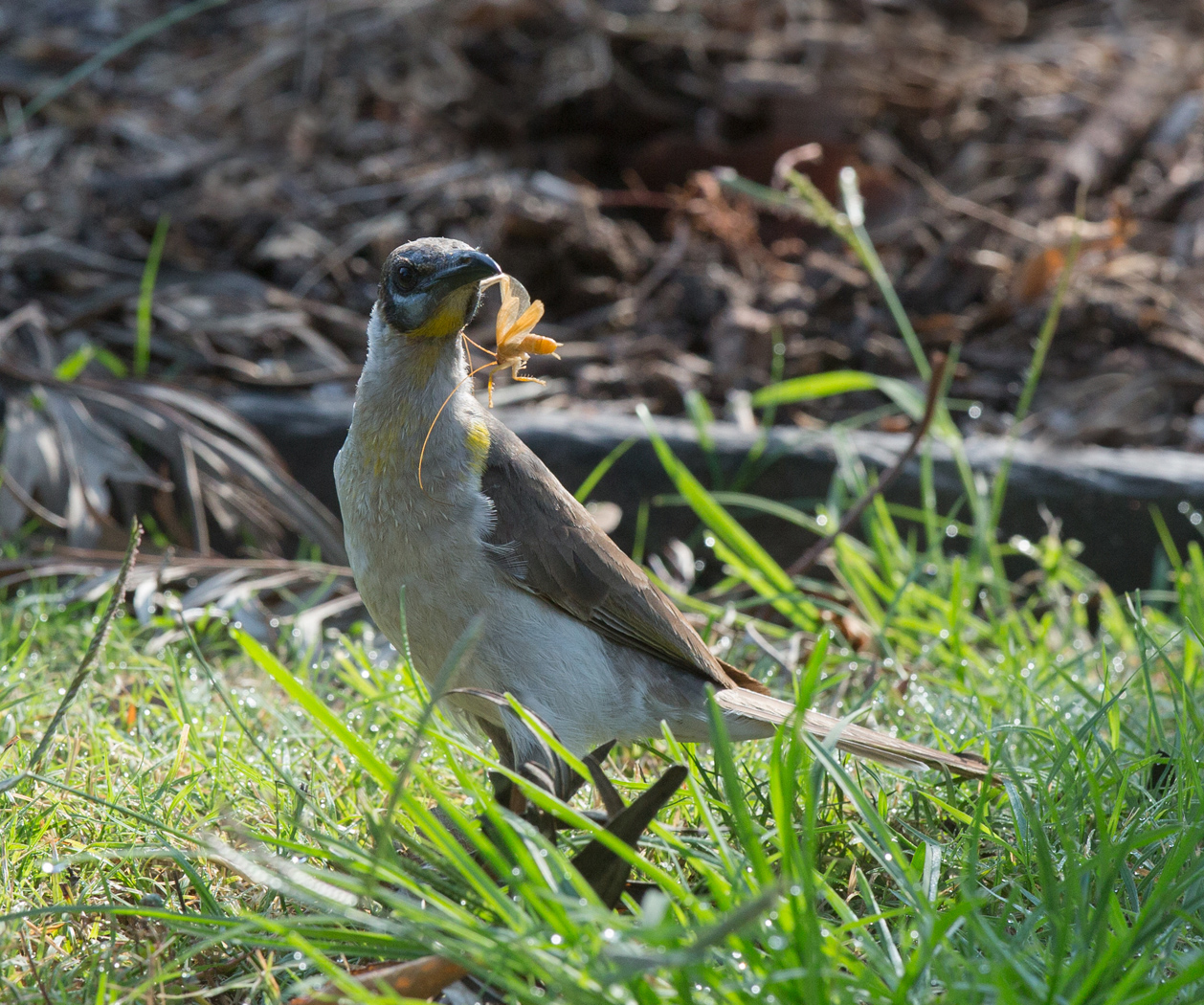 Little Friarbird (Image ID 15946)
