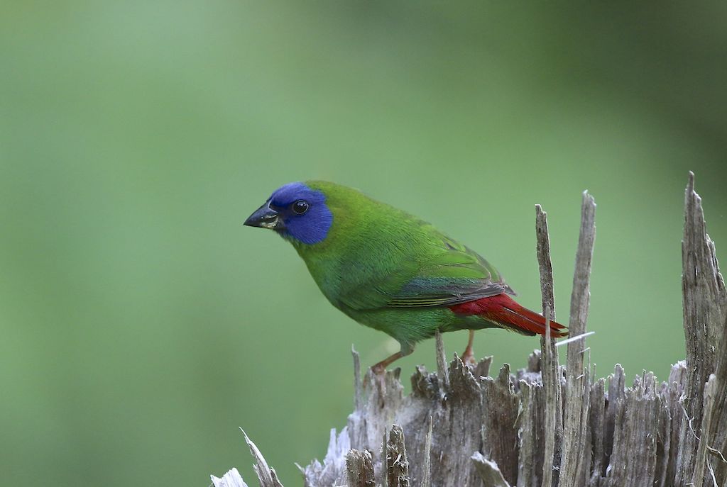 Blue-faced Parrot-Finch (Image ID 16054)