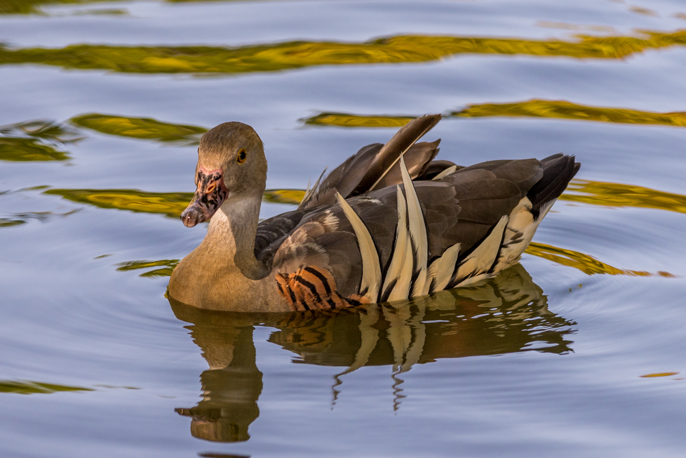 Plumed Whistling-Duck (Image ID 16070)