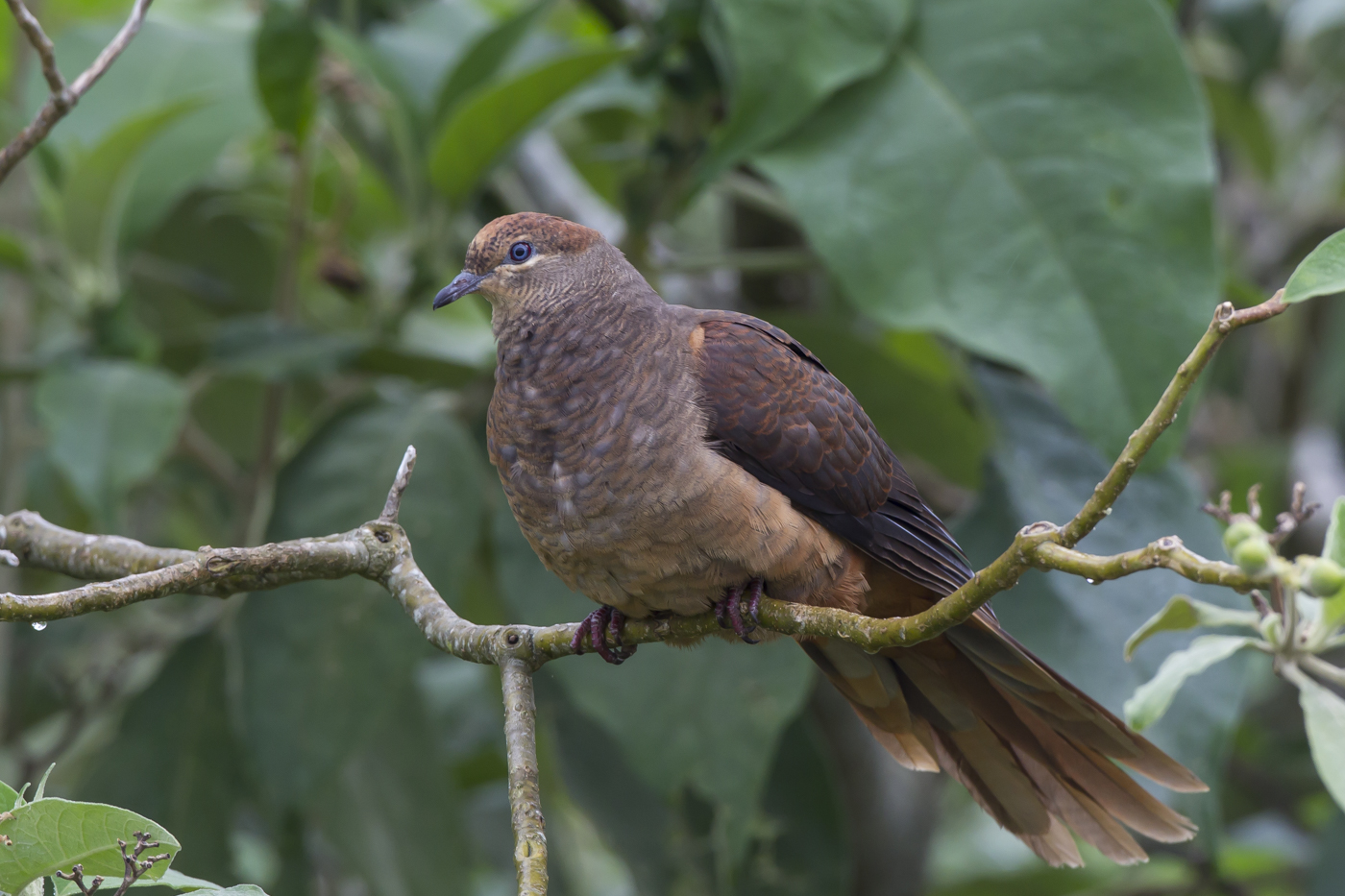 Brown Cuckoo-Dove (Image ID 15935)