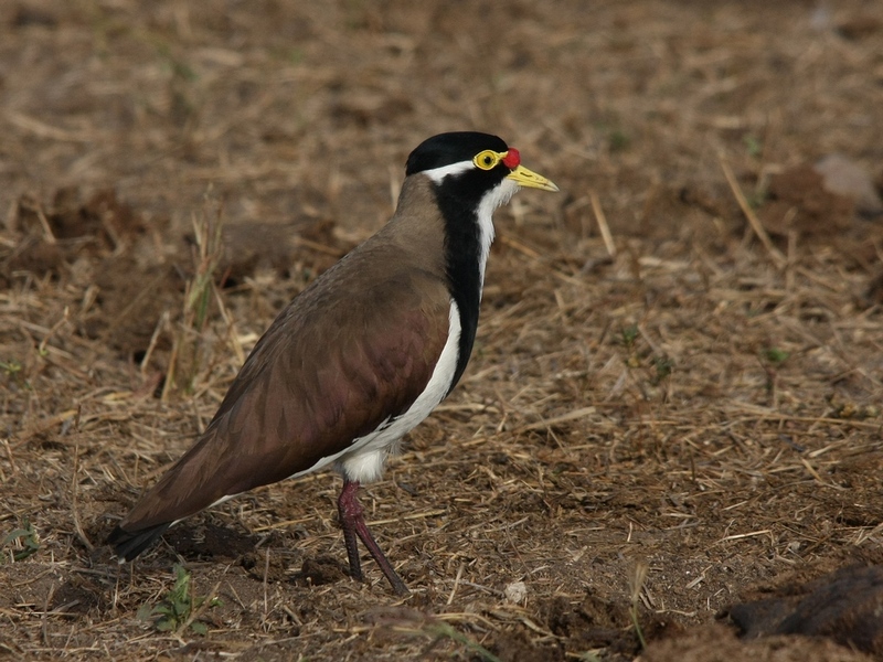 Banded Lapwing (Image ID 15737)