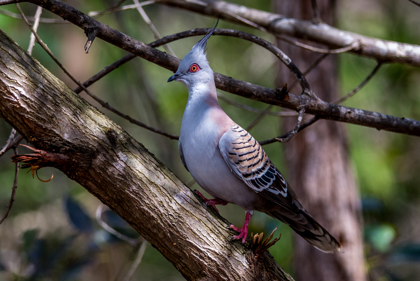 Crested Pigeon (Image ID 15738)