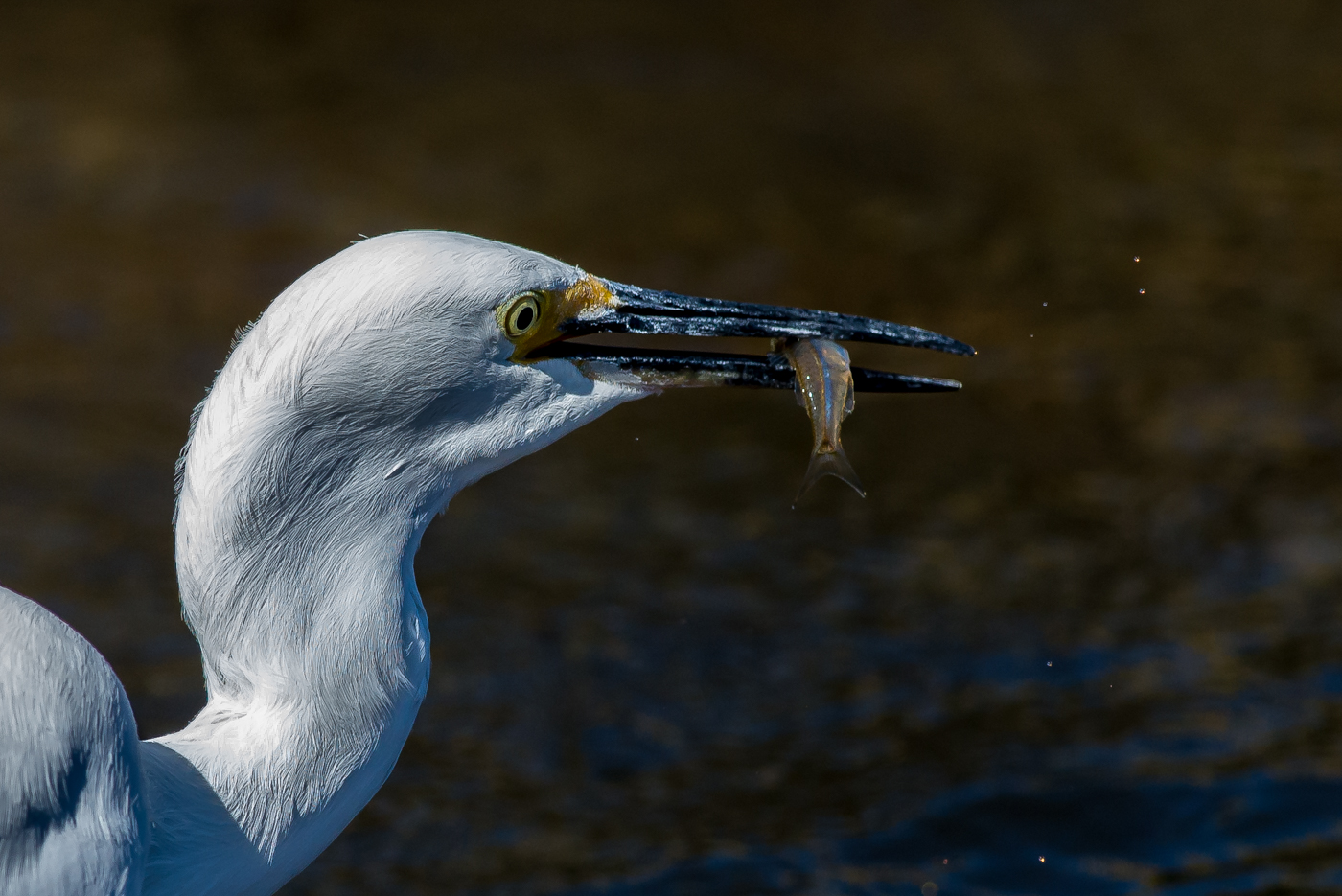 Little Egret (Image ID 15816)