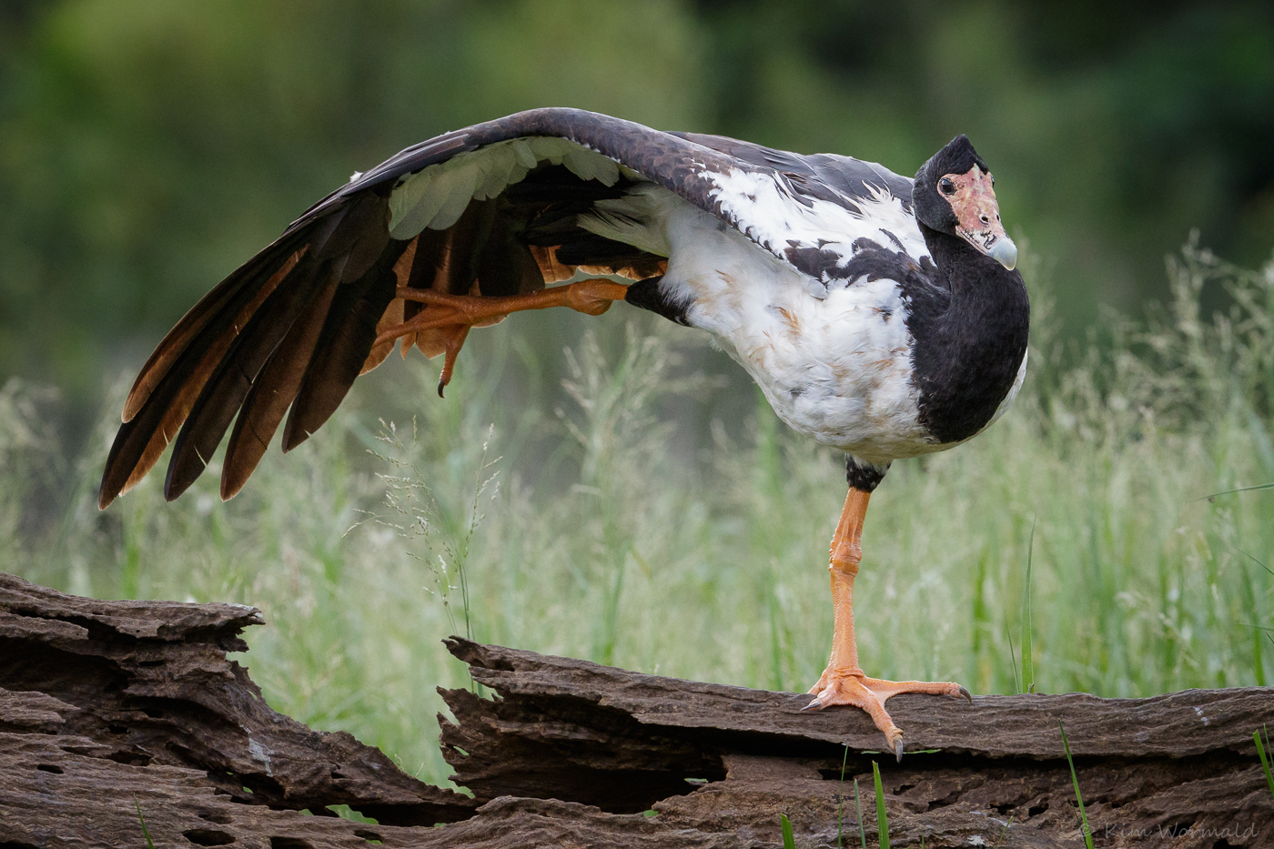 Magpie Goose (Image ID 15828)