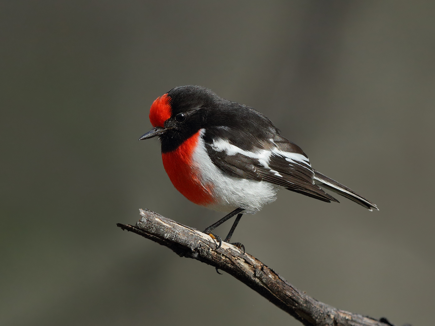 Red-capped Robin (Image ID 16088)