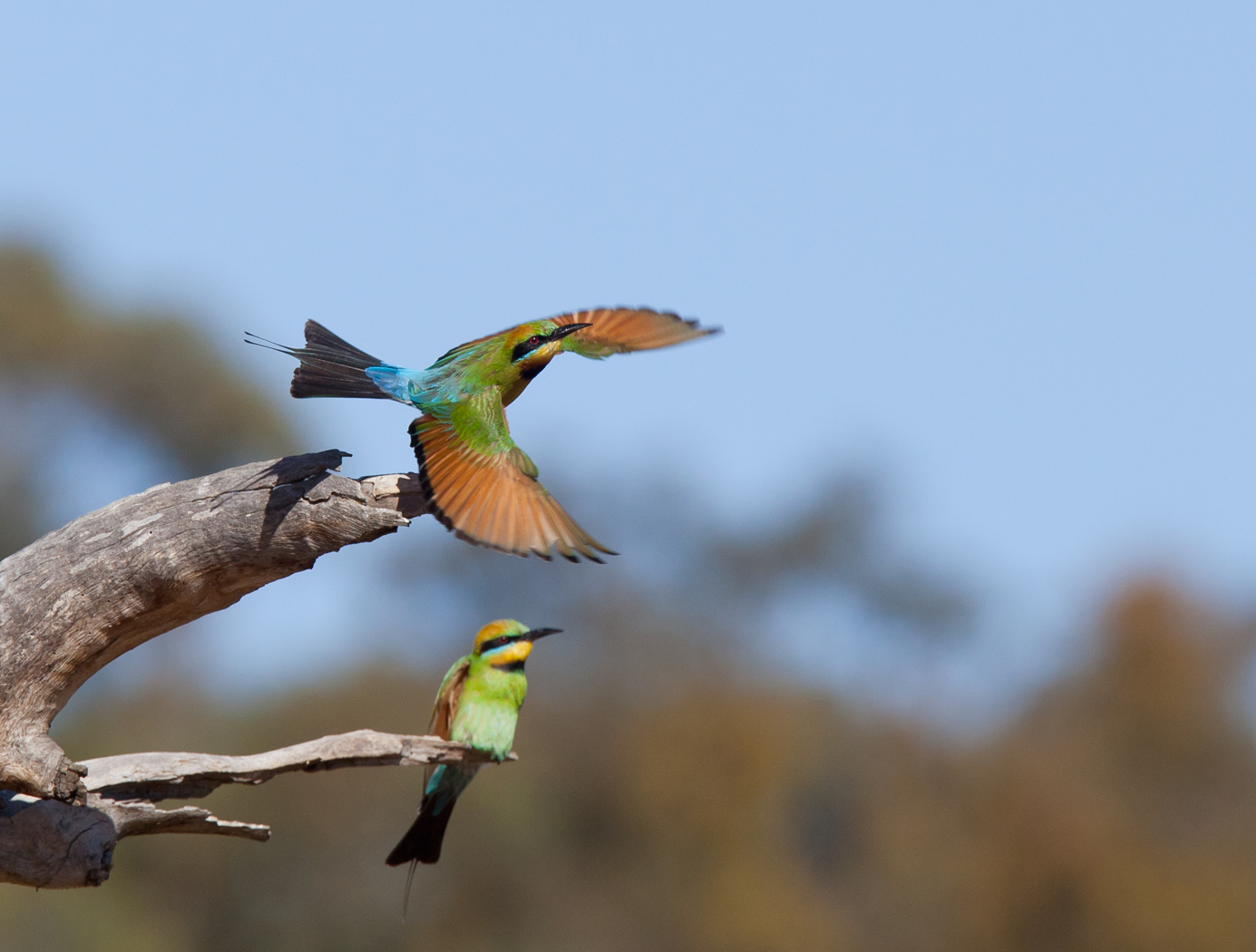 Rainbow Bee-eater (Image ID 15805)