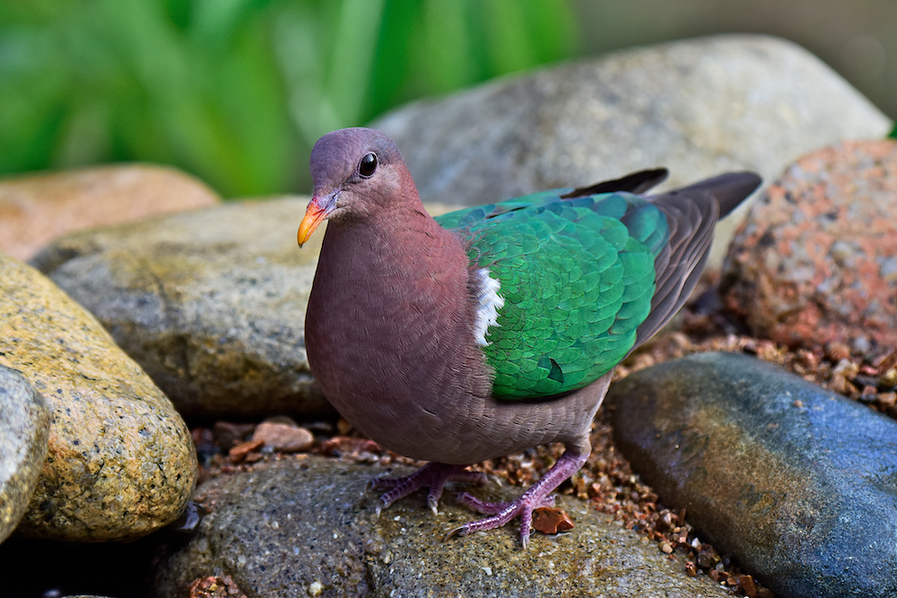 Brown-capped Emerald-Dove (Image ID 16392)