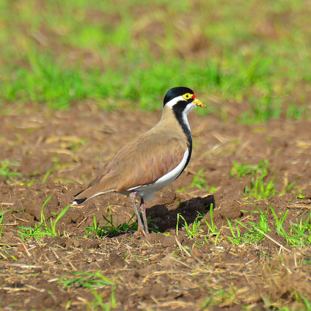 Banded Lapwing (Image ID 16391)