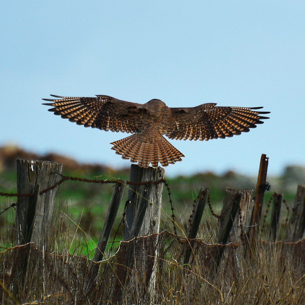 Brown Falcon (Image ID 16293)