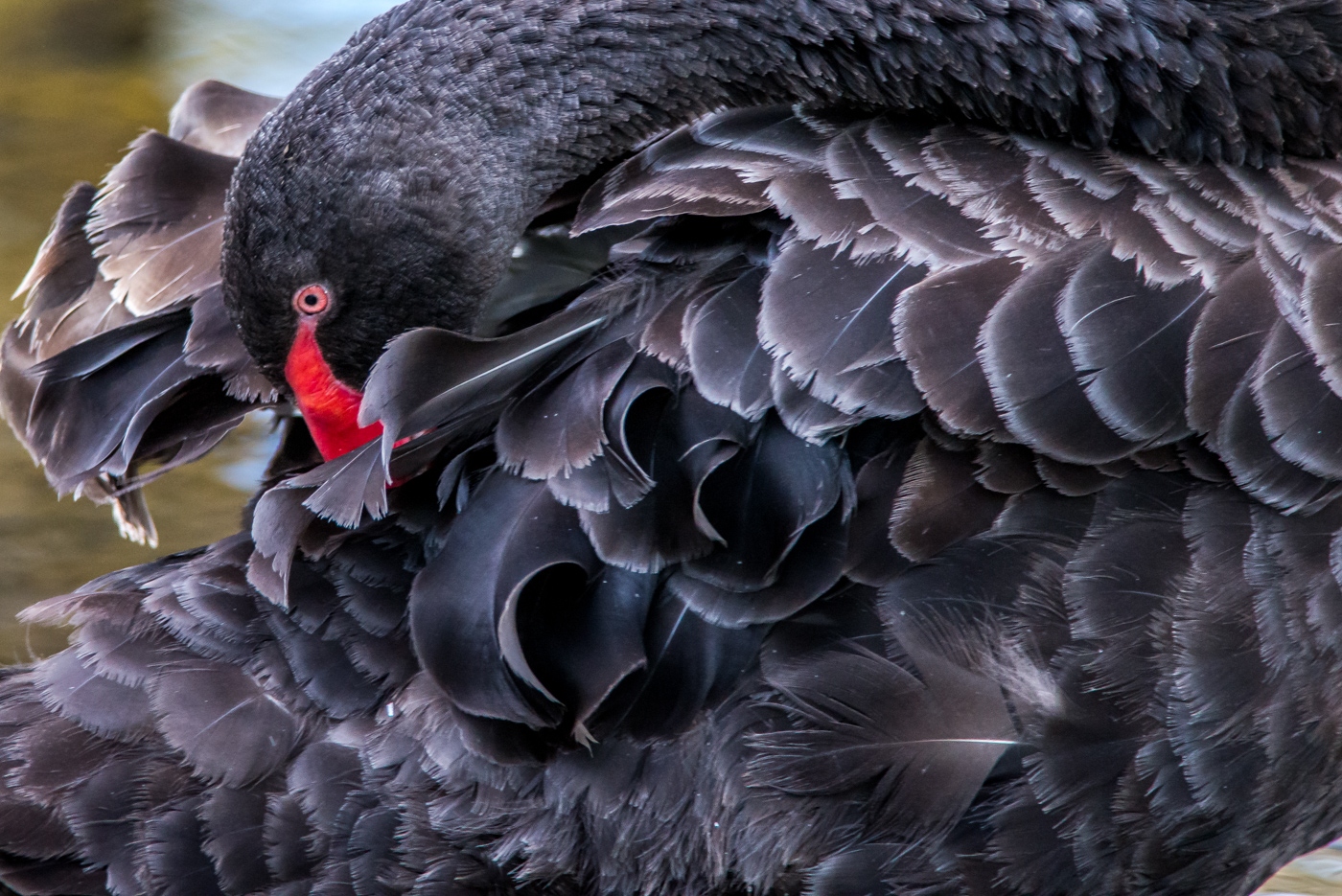 Black Swan (Image ID 16430)