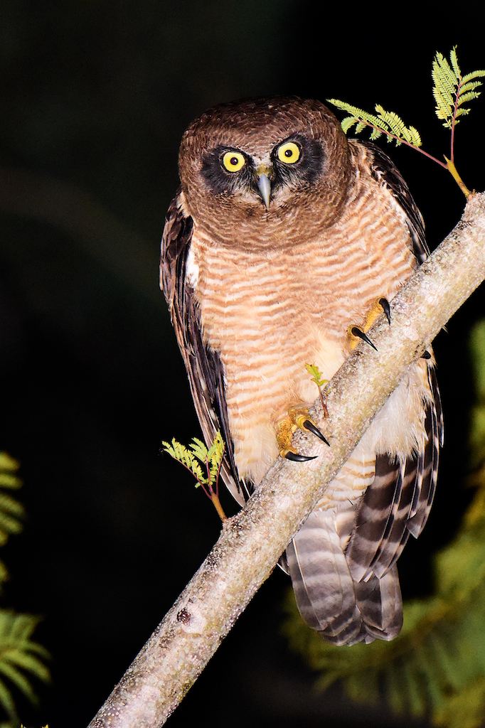 Rufous Owl (Image ID 16367)