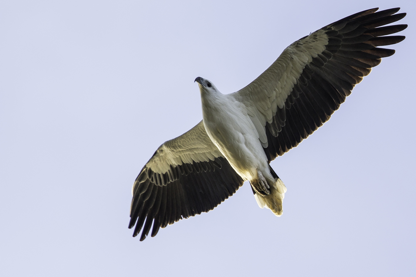 White-bellied Sea-Eagle (Image ID 16333)