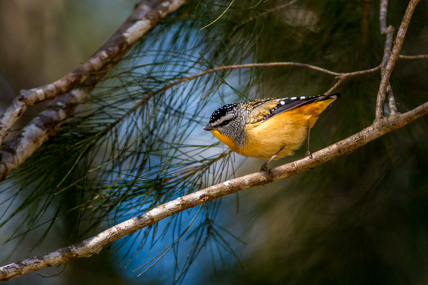Spotted Pardalote (Image ID 16251)