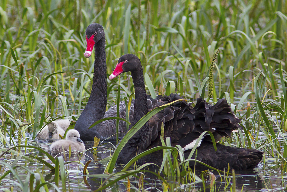 Black Swan (Image ID 16334)