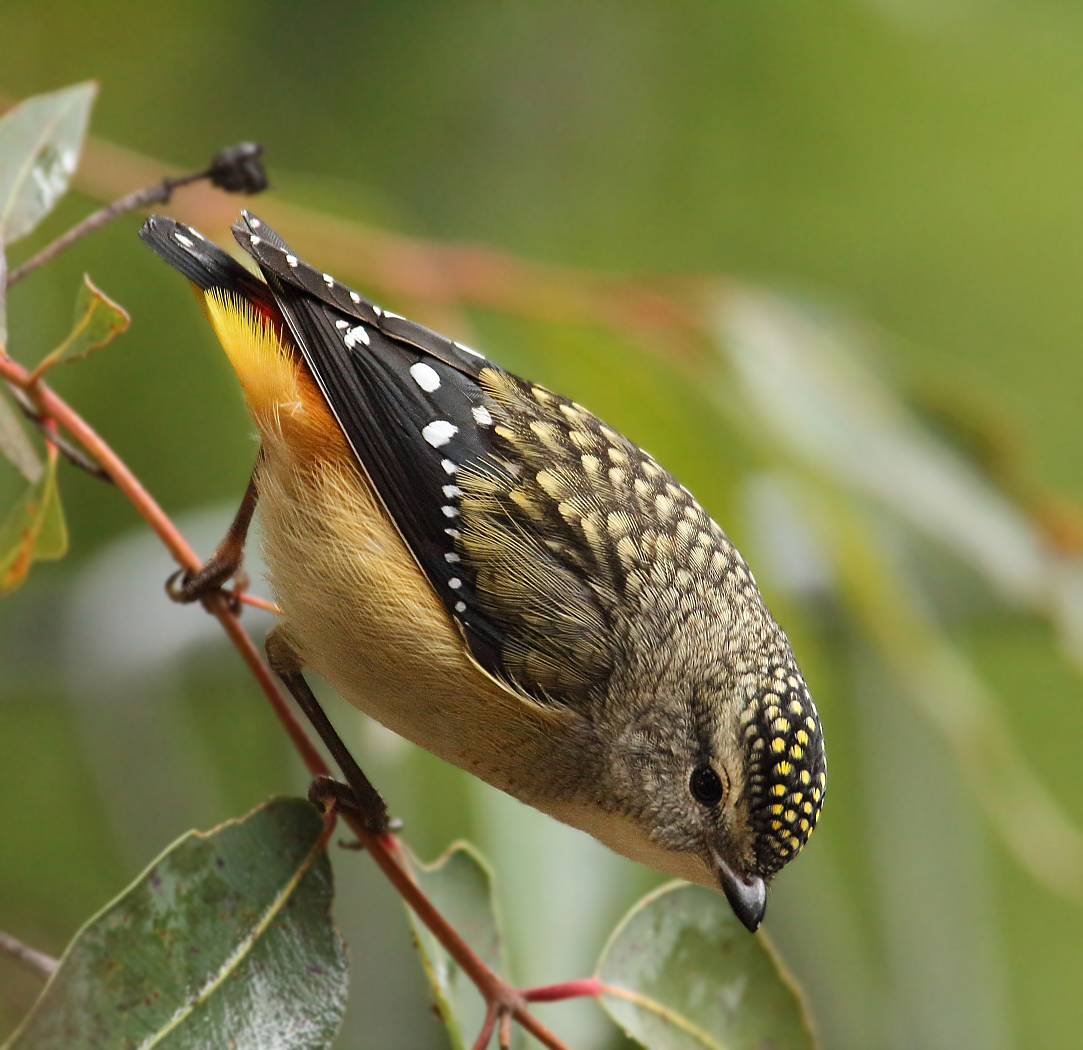 Spotted Pardalote (Image ID 16644)