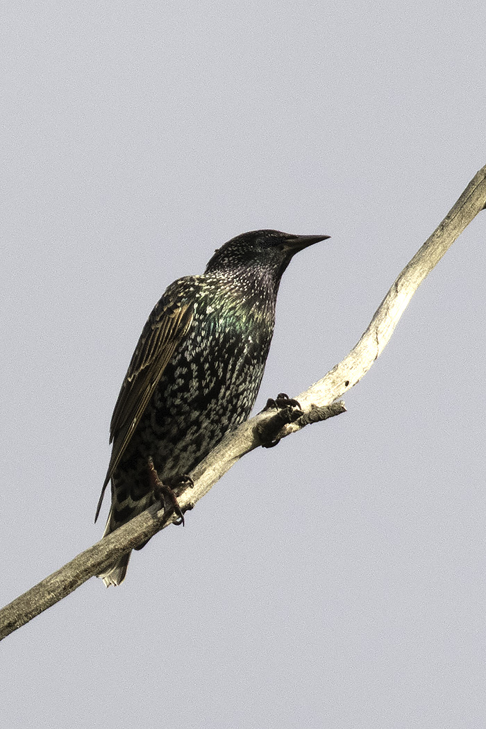 Common Starling (Image ID 16620)