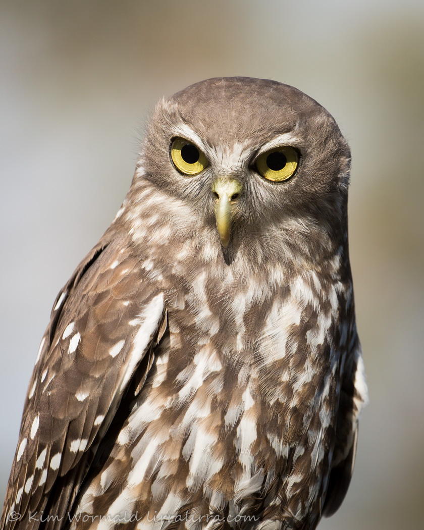 Barking Owl (Image ID 16611)