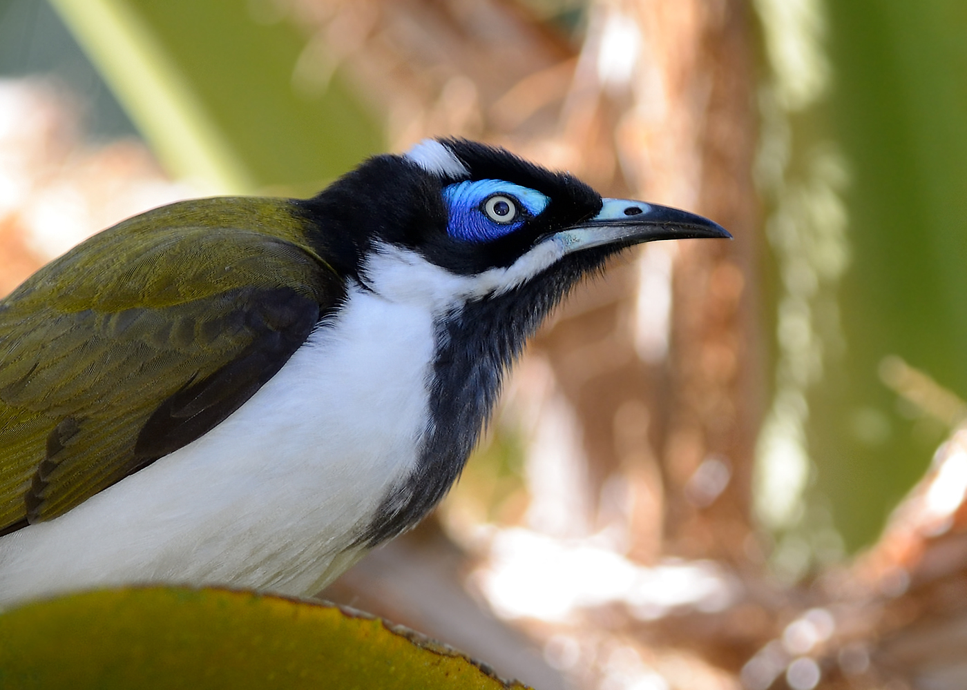 Blue-faced Honeyeater complex (Image ID 16832)