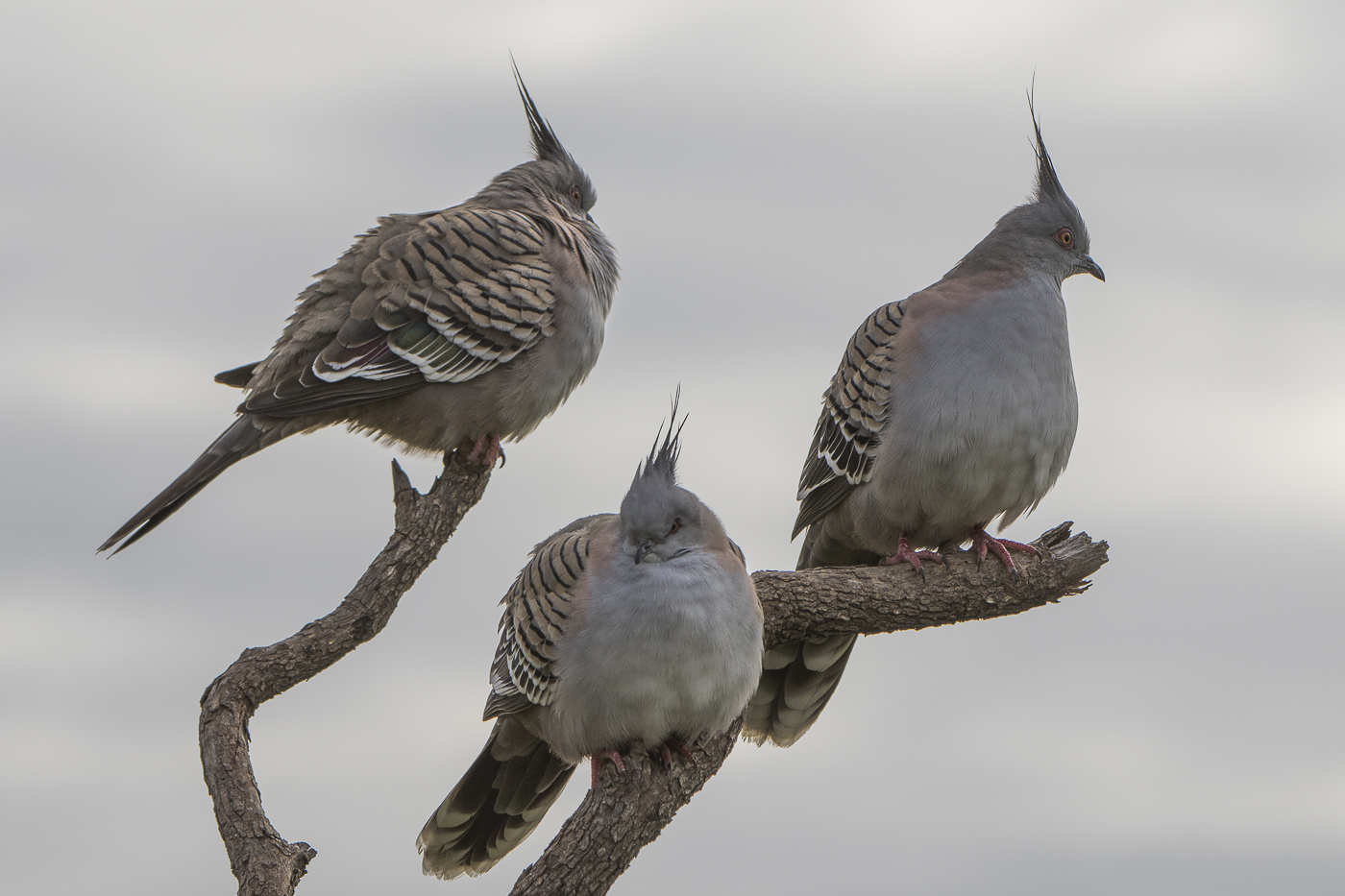 Crested Pigeon (Image ID 16856)