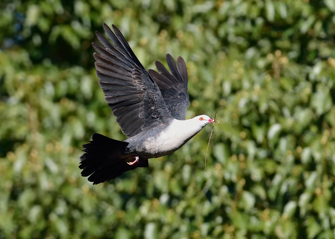 White-headed Pigeon (Image ID 16837)