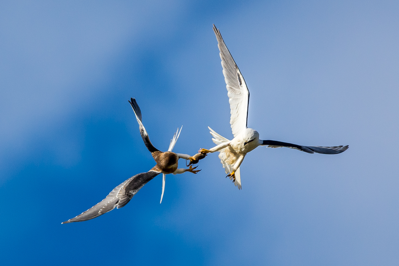 Black-shouldered Kite (Image ID 16860)