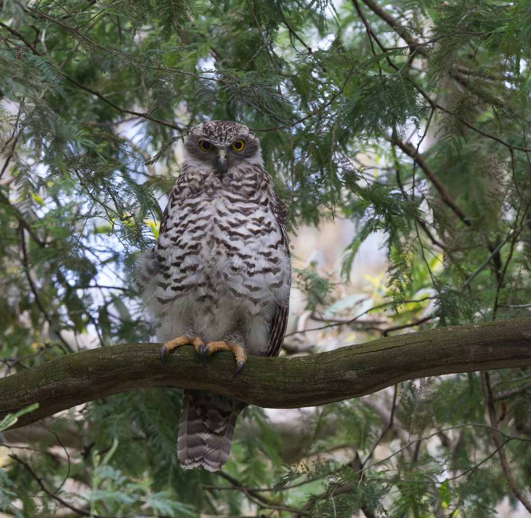 Powerful Owl (Image ID 16766)
