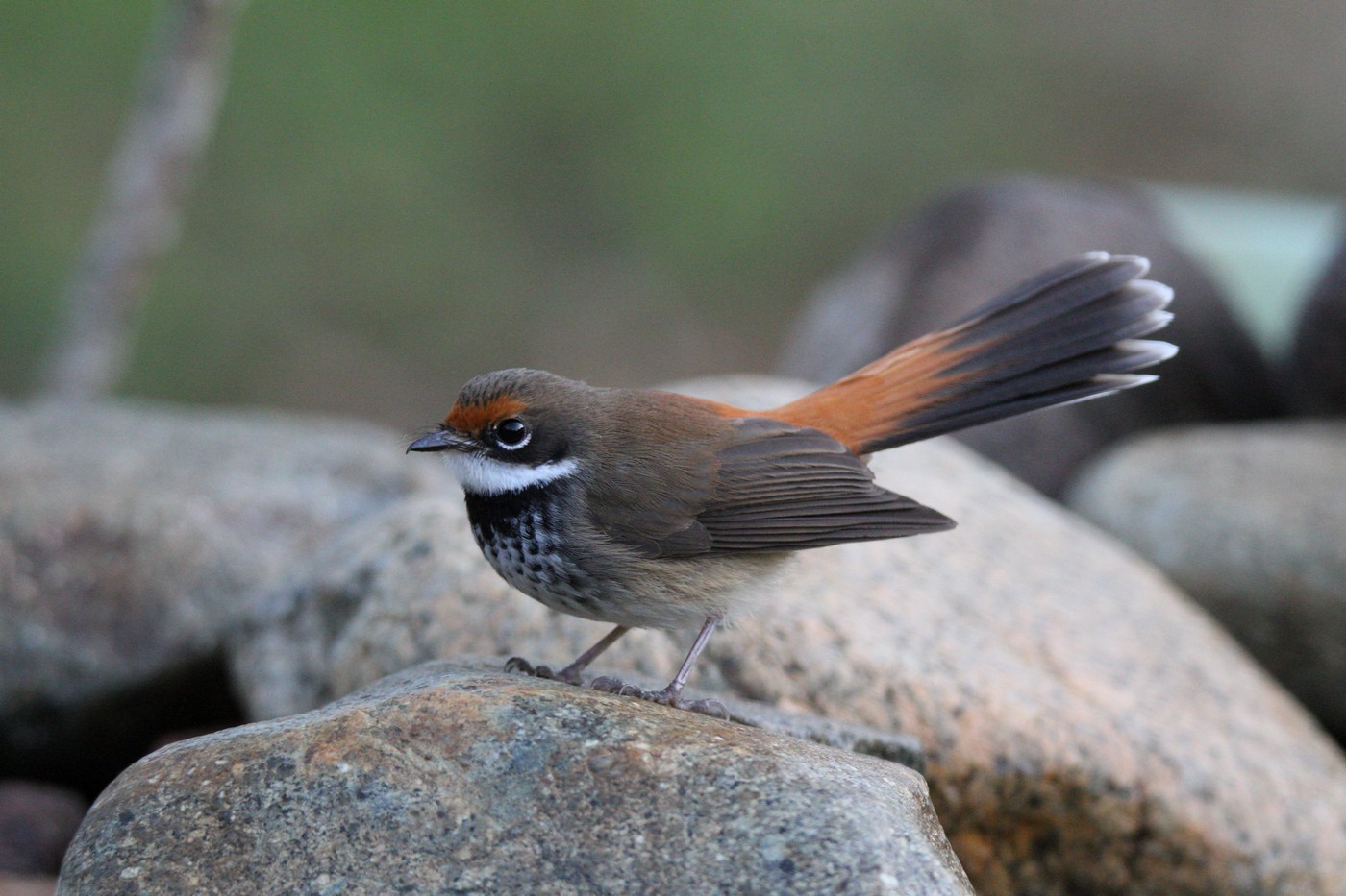 Rufous Fantail (Image ID 16850)