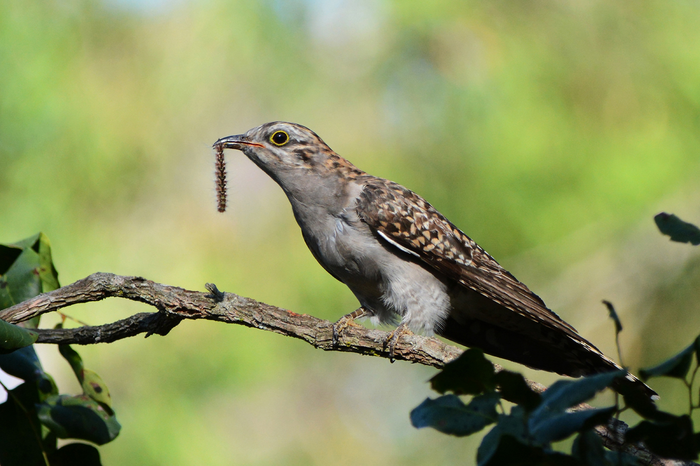 Pallid Cuckoo (Image ID 16989)