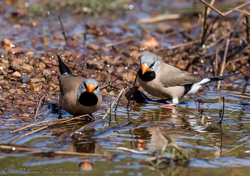 Long-tailed Finch (Image ID 16992)
