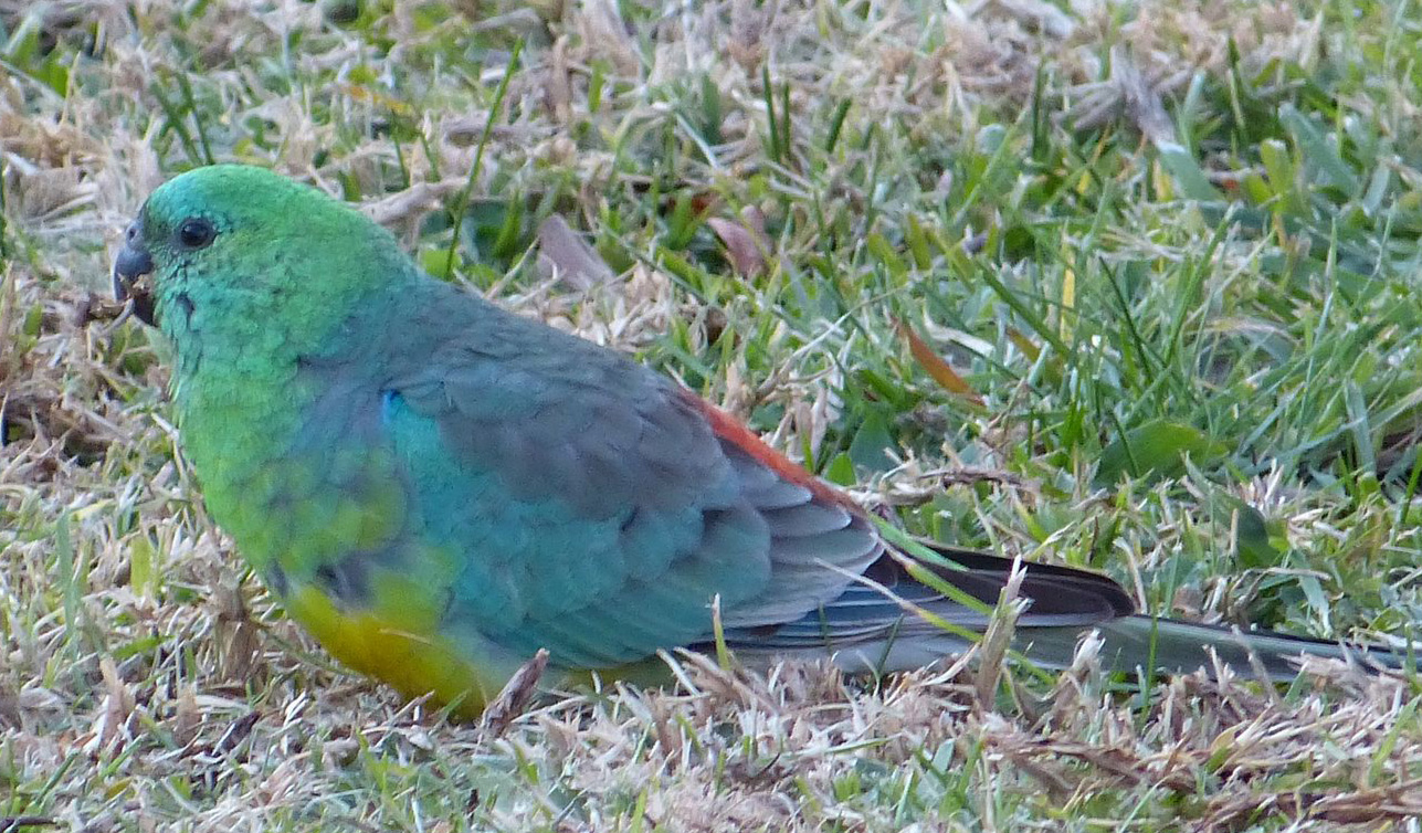 Red-rumped Parrot (Image ID 16866)