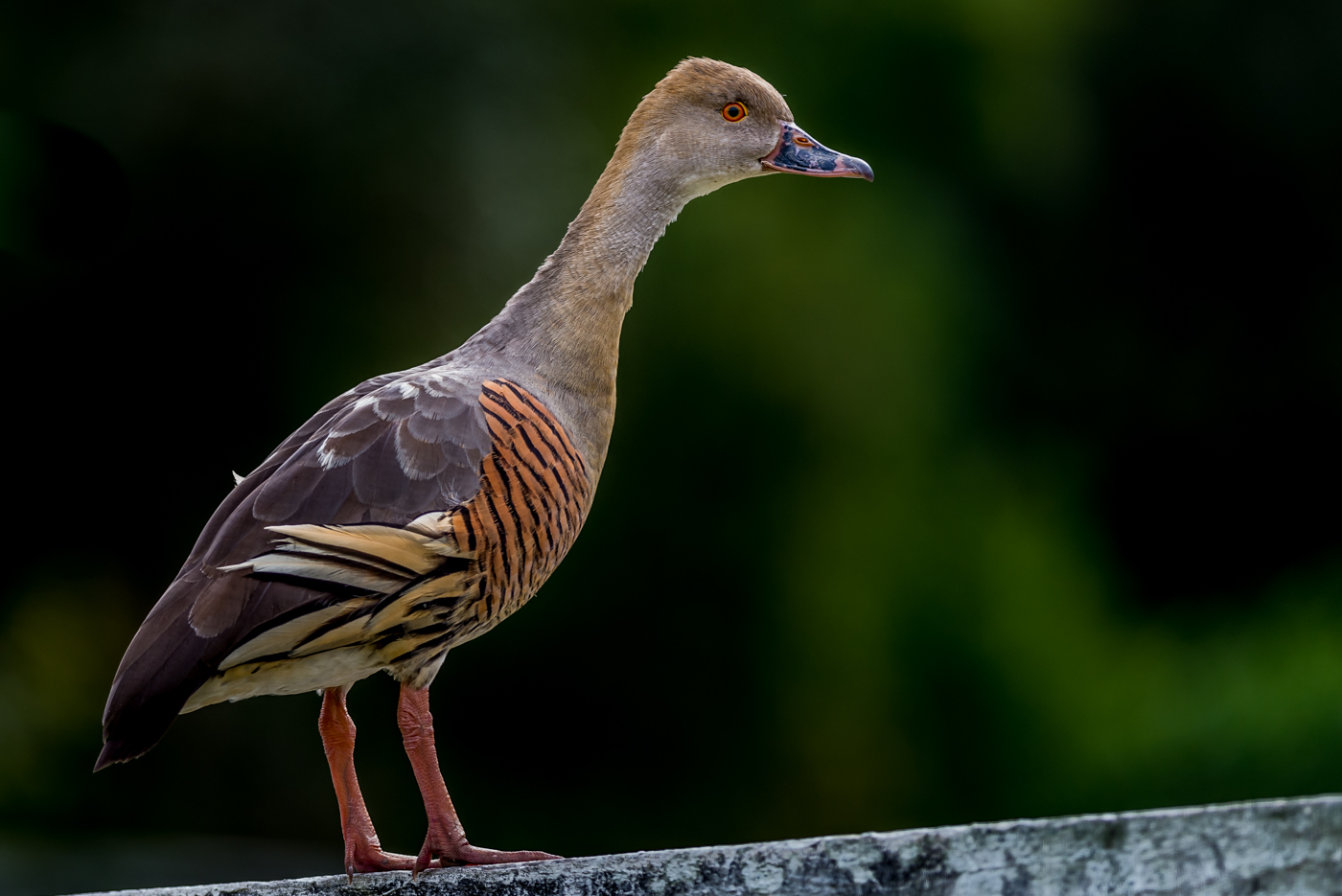 Plumed Whistling-Duck (Image ID 16965)
