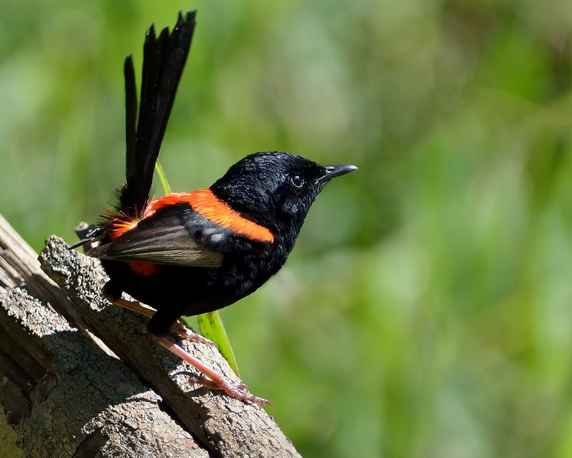 Red-backed Fairy-wren (Image ID 16859)