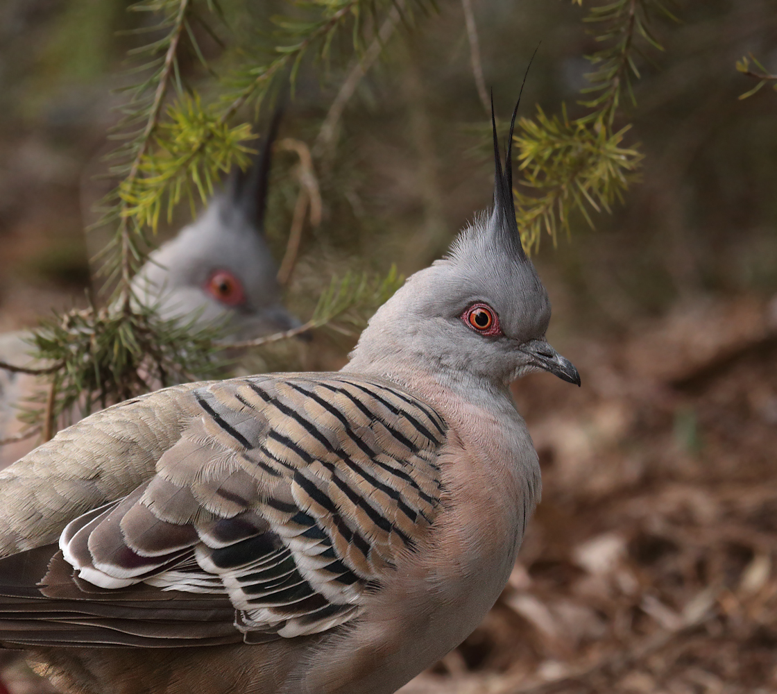 Crested Pigeon (Image ID 17214)