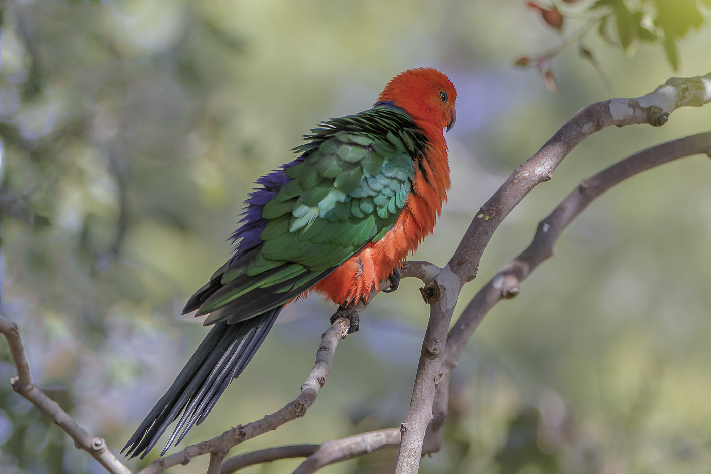 Australian King-Parrot (Image ID 17417)