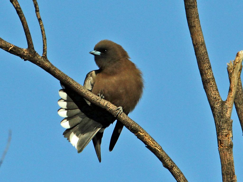 Little Woodswallow (Image ID 17647)