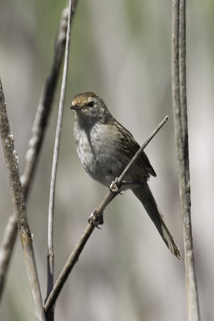 Little Grassbird (Image ID 17597)