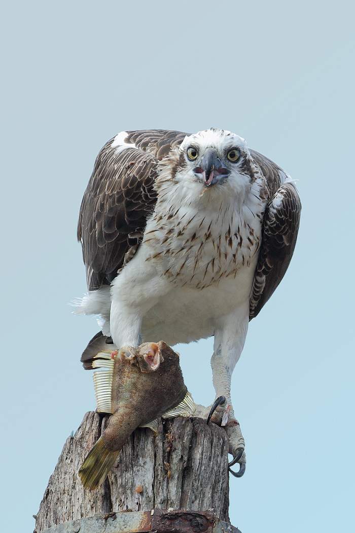 Osprey (Image ID 17530)